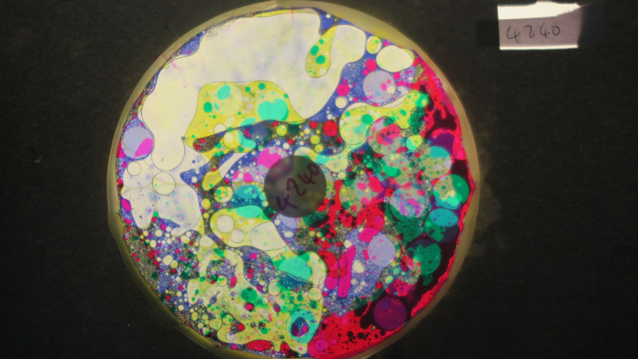 BV4240 bubble vision oil wheel